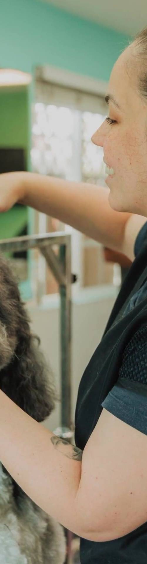 The Bone Adventure — Pet Grooming in Newport Beach